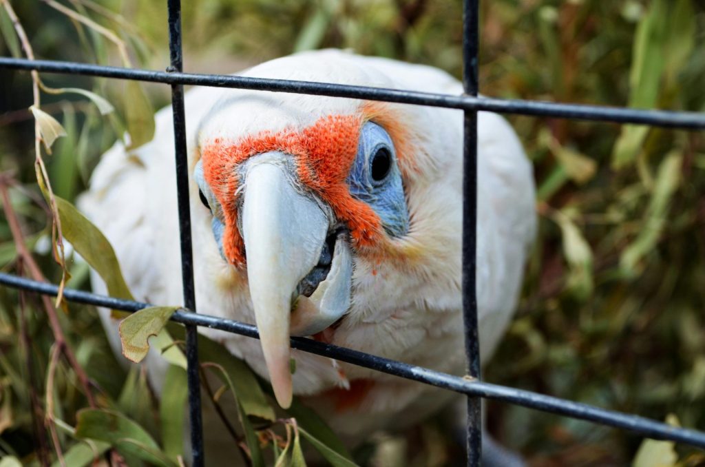 Vibrant close-up of a white parrot's head behind cage bars in an outdoor setting.