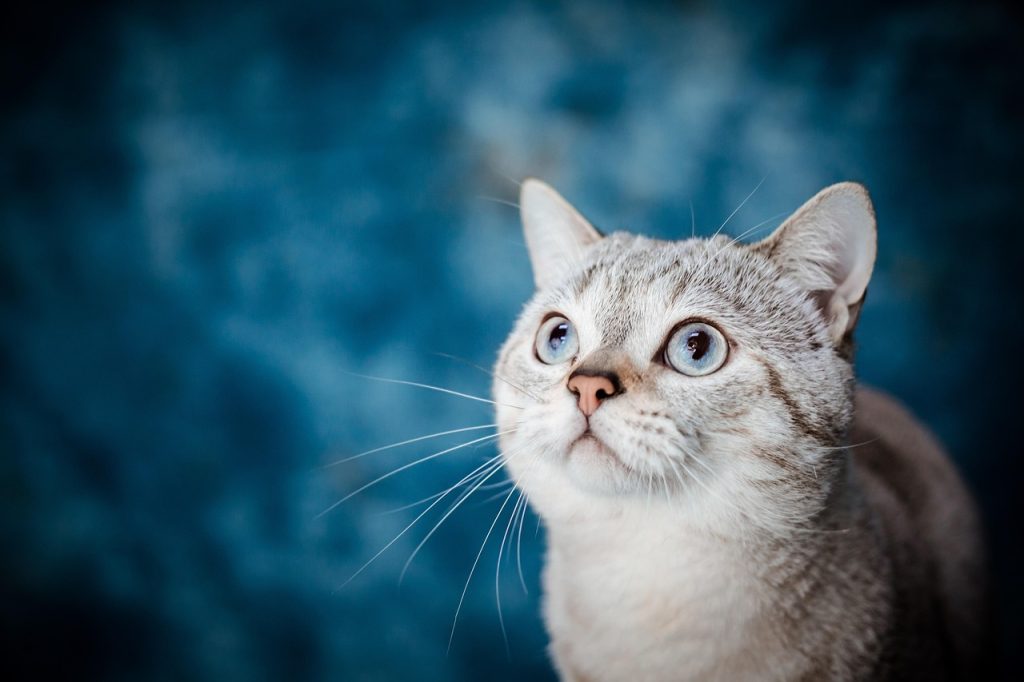 cat, pet, nature, animal, sea, country