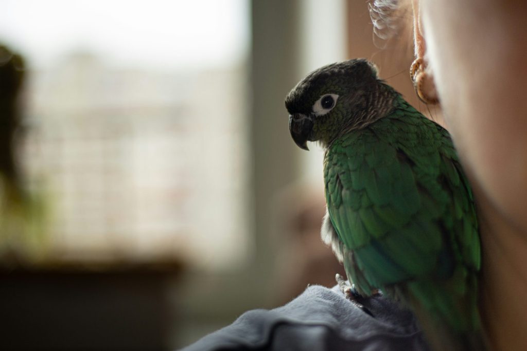 a close up of a bird on a person's shoulder