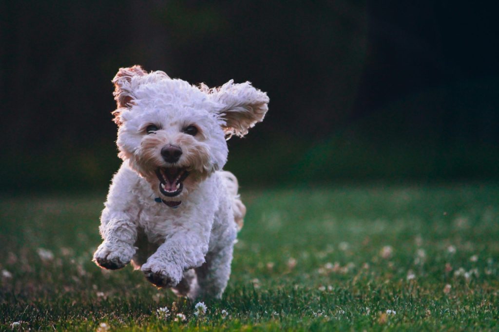 shallow focus photography of white shih tzu puppy running on the grass